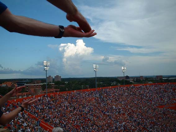 gator3.jpg